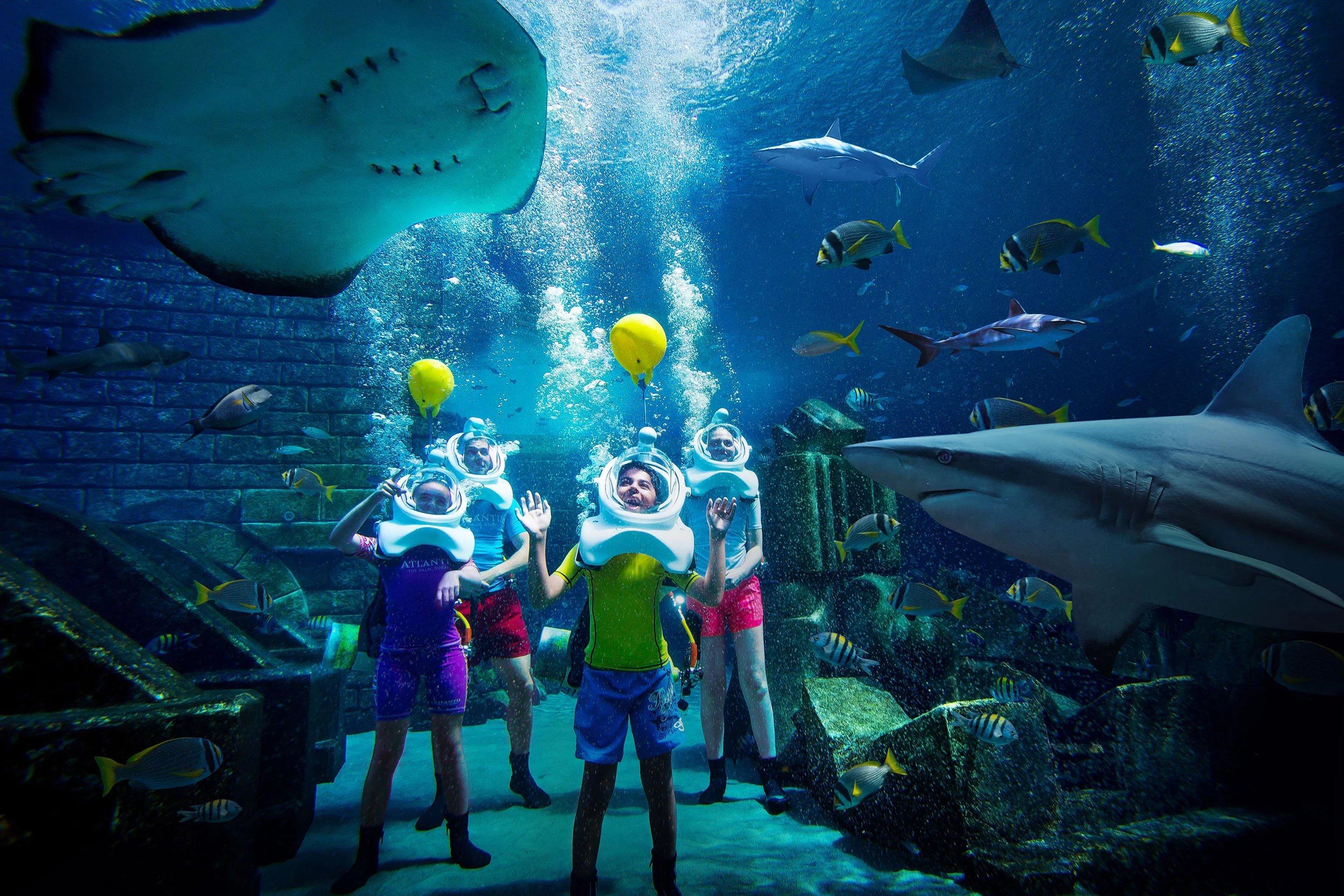 Shark Safari