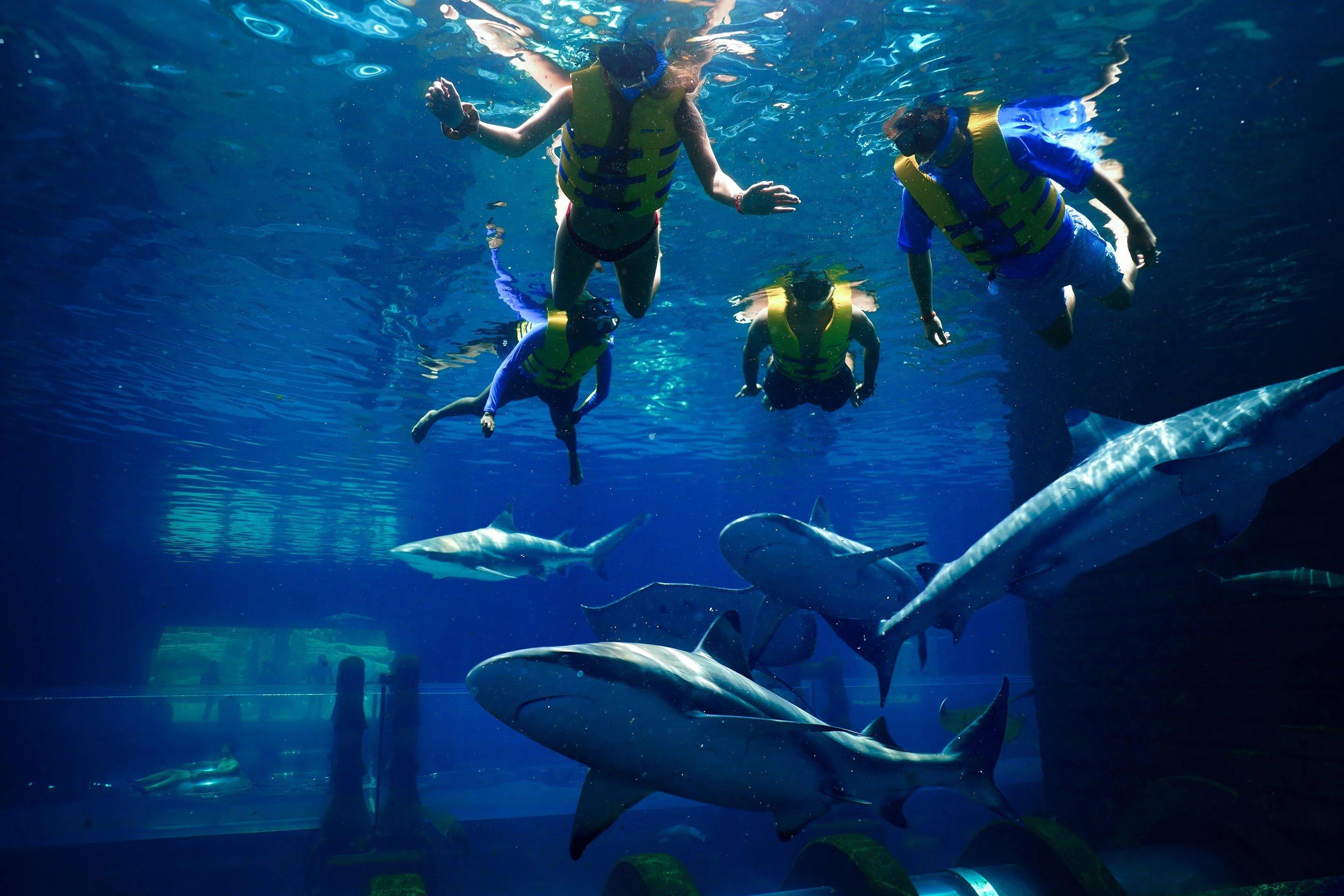 Shark Snorkel