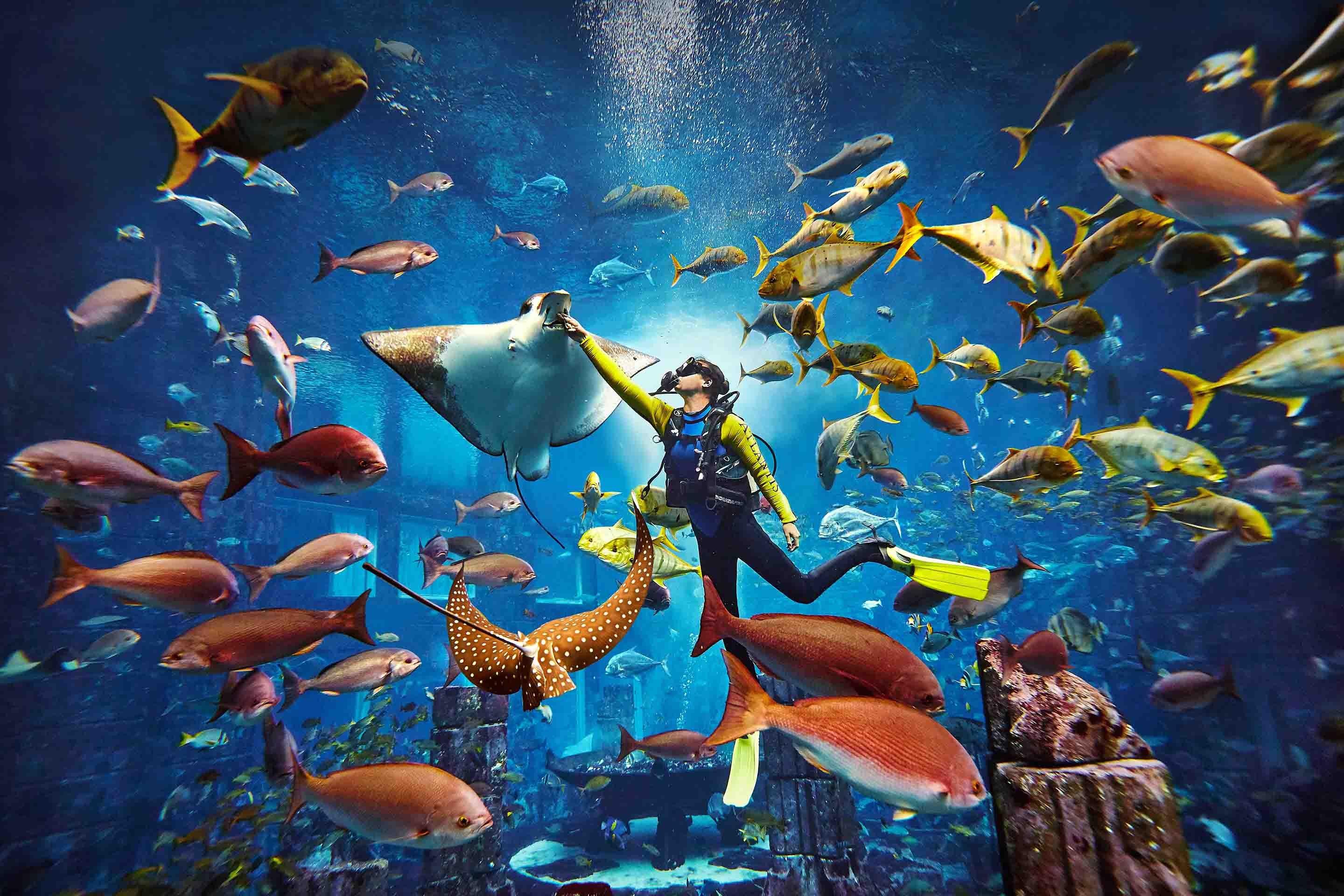 Diving Feeding