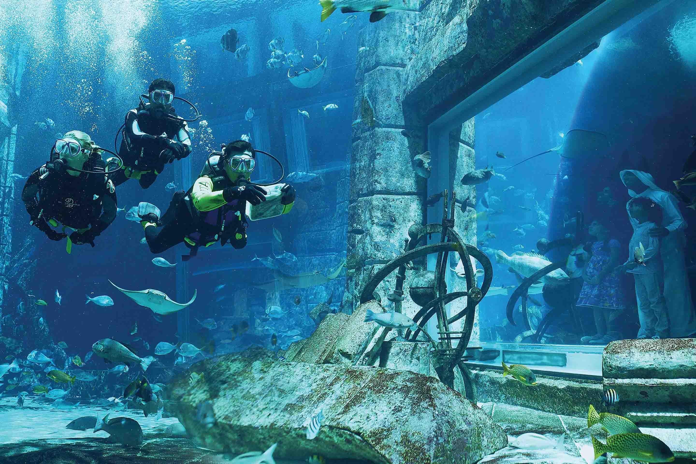 Dive Discovery