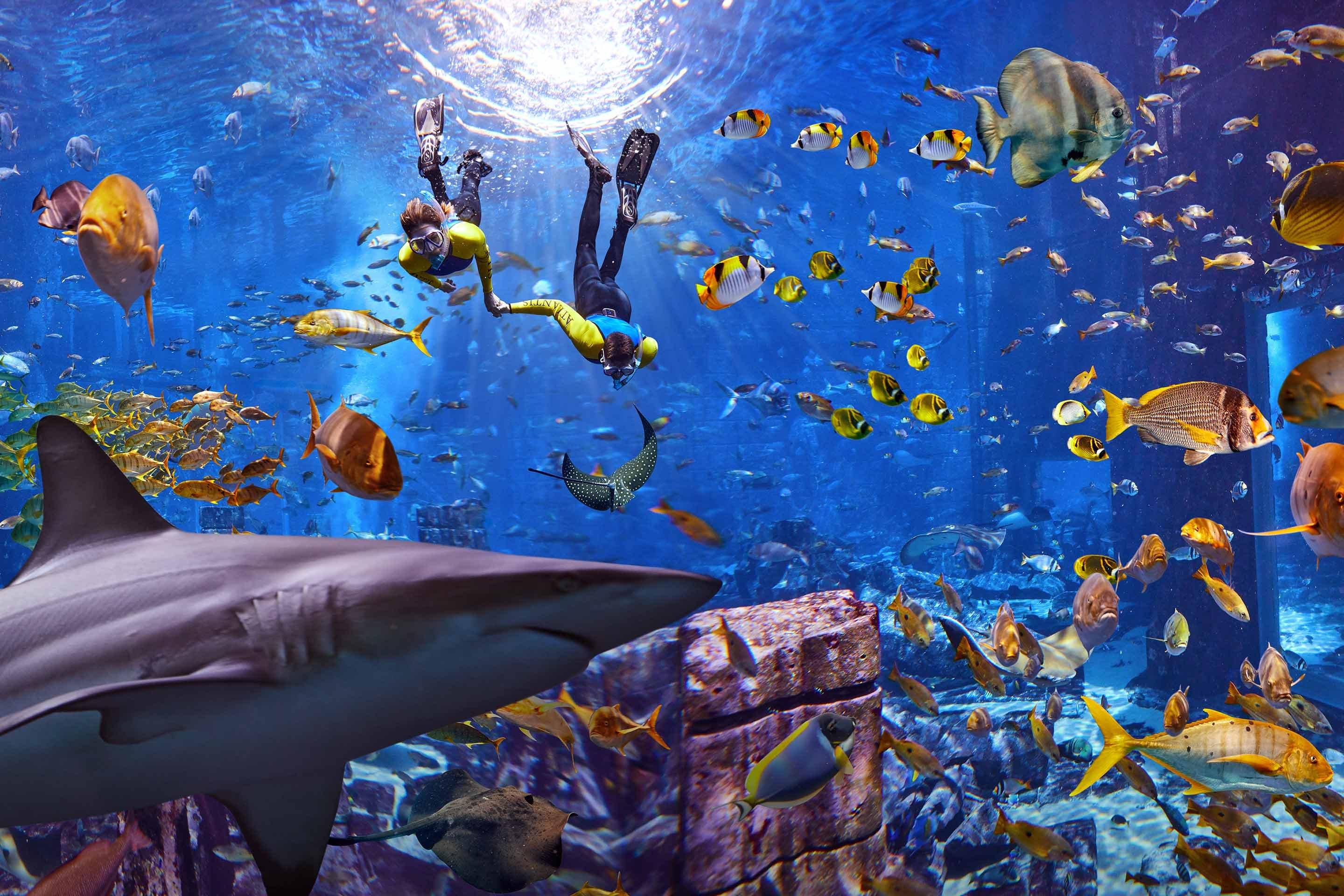 Dive discovery