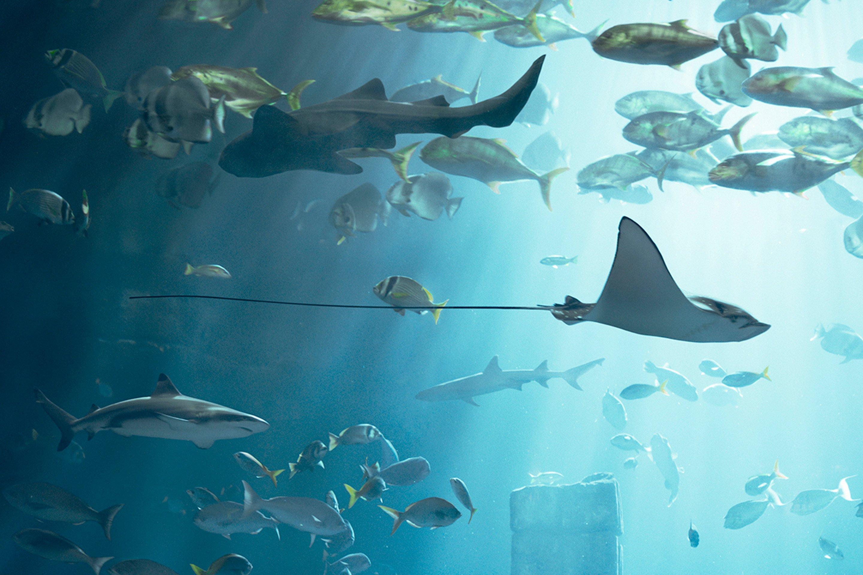 Aquarium Fishes