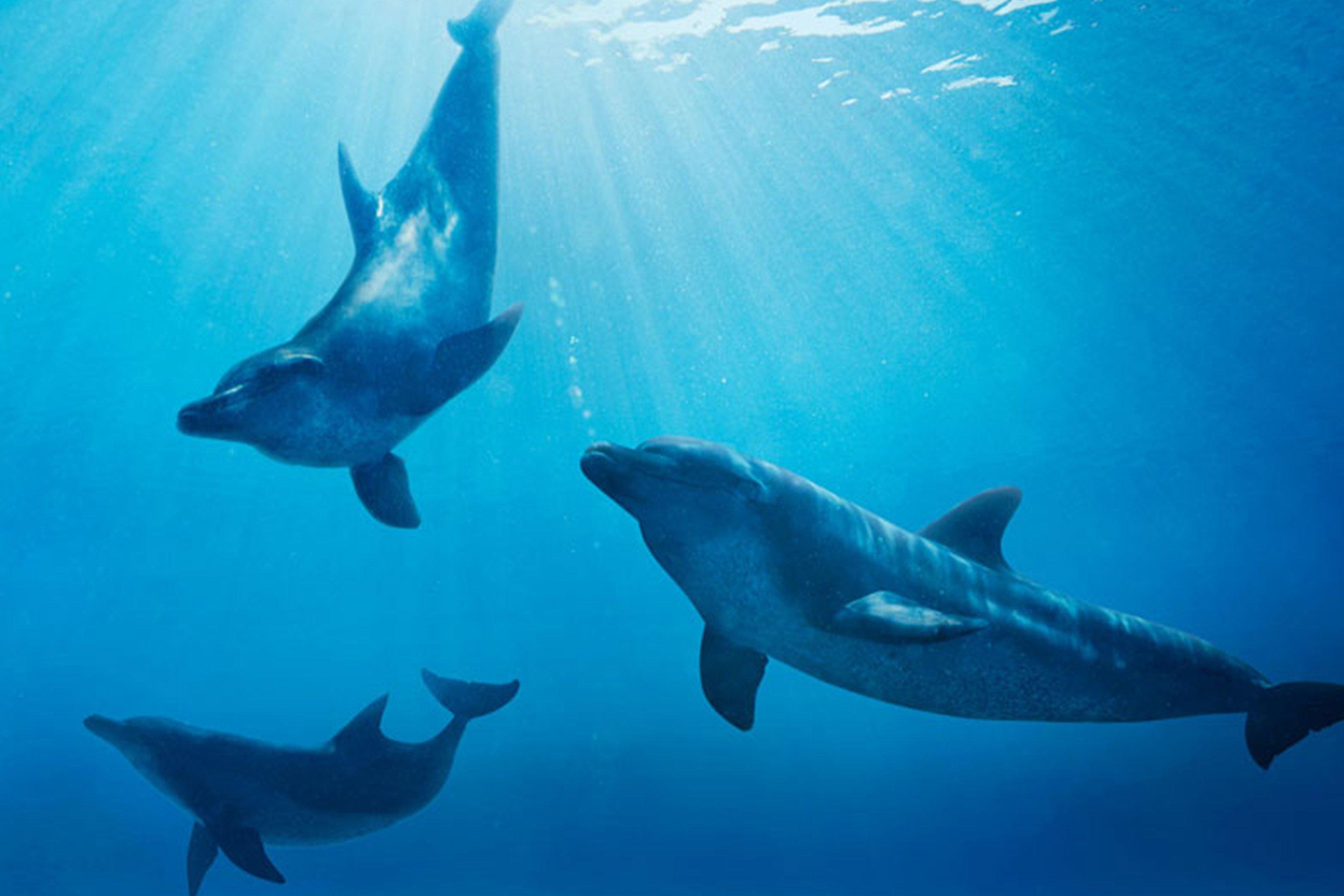 Dolphins