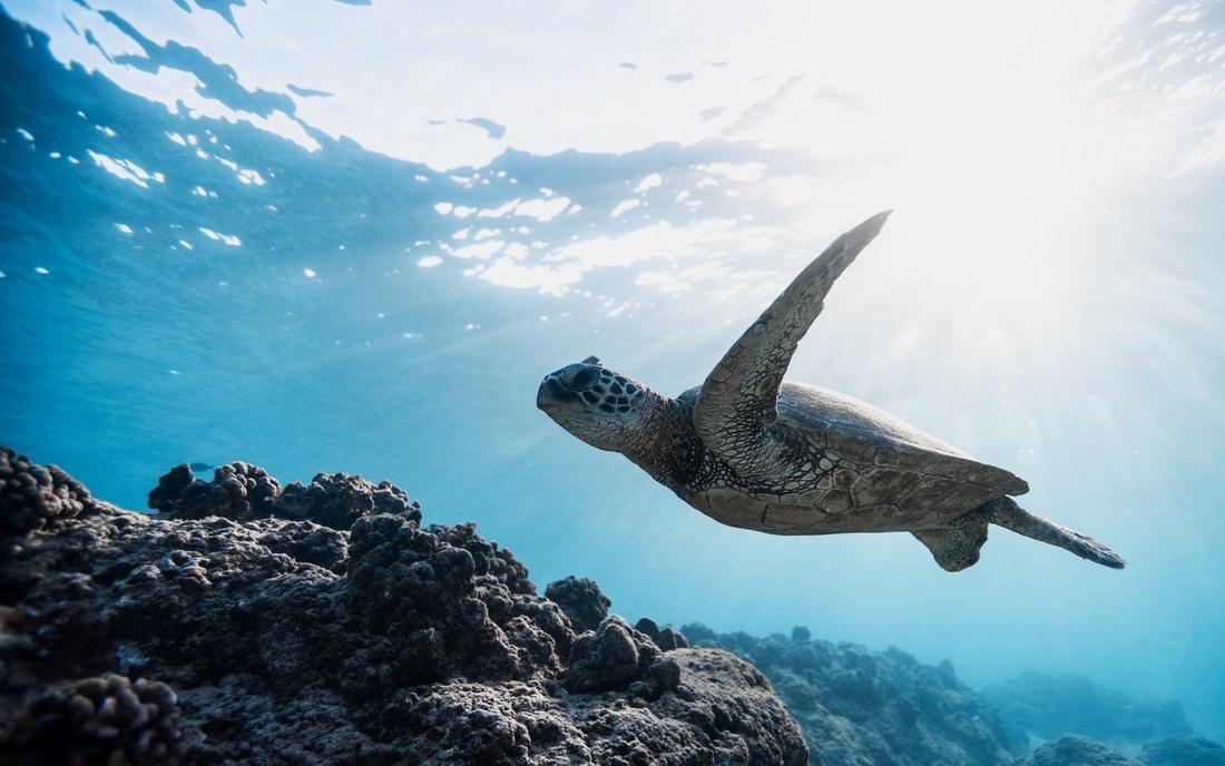 Diving near One&Only Reethi Rah