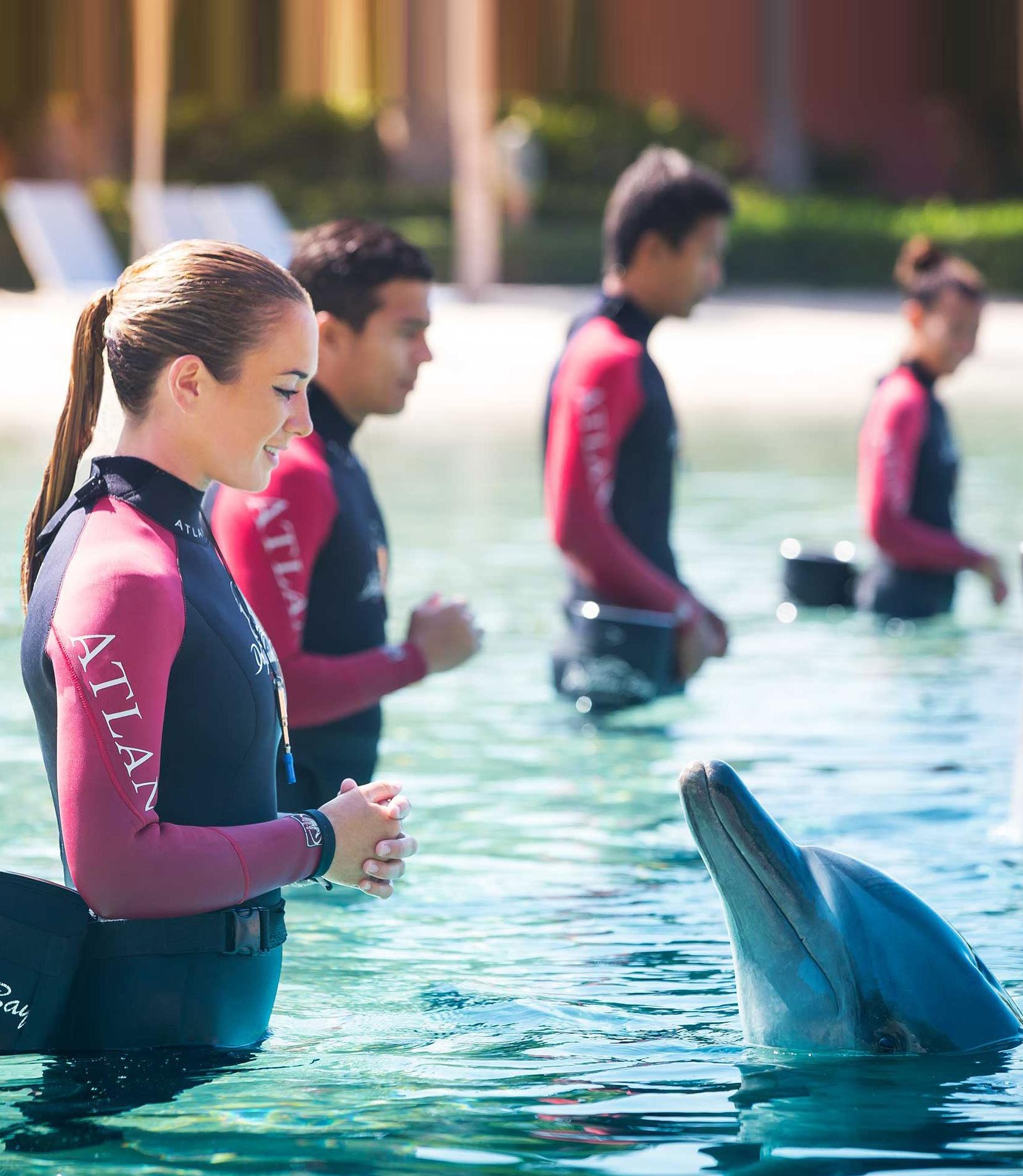 Dolphin bay