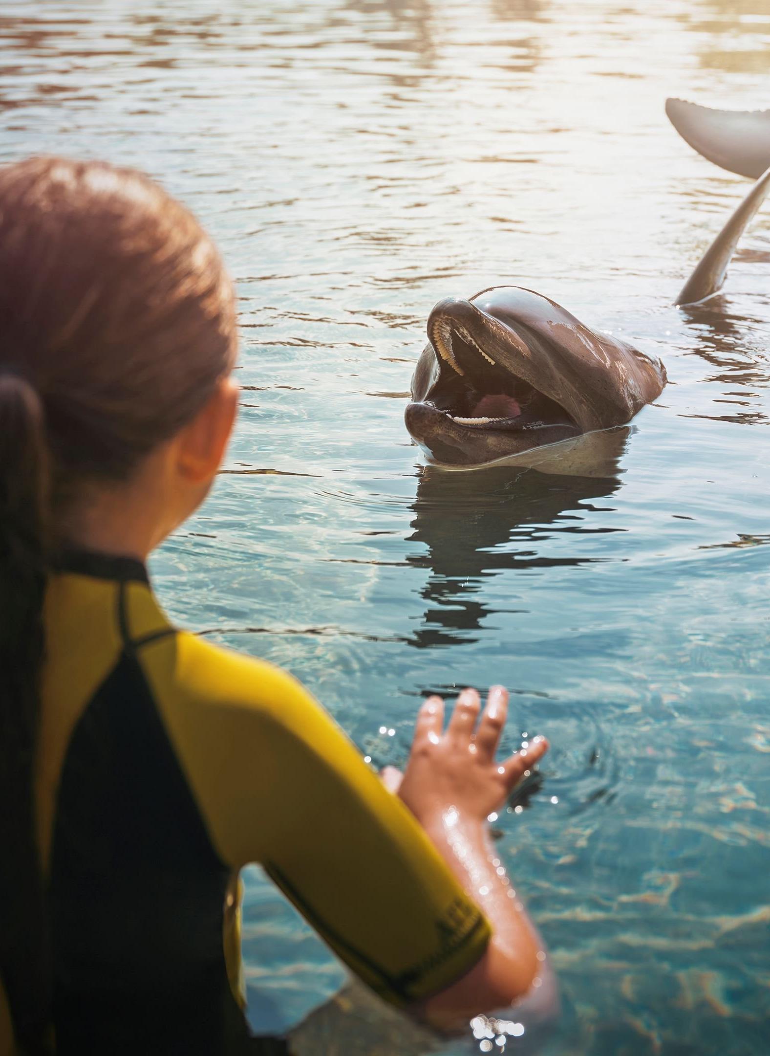 Dolphin Bay