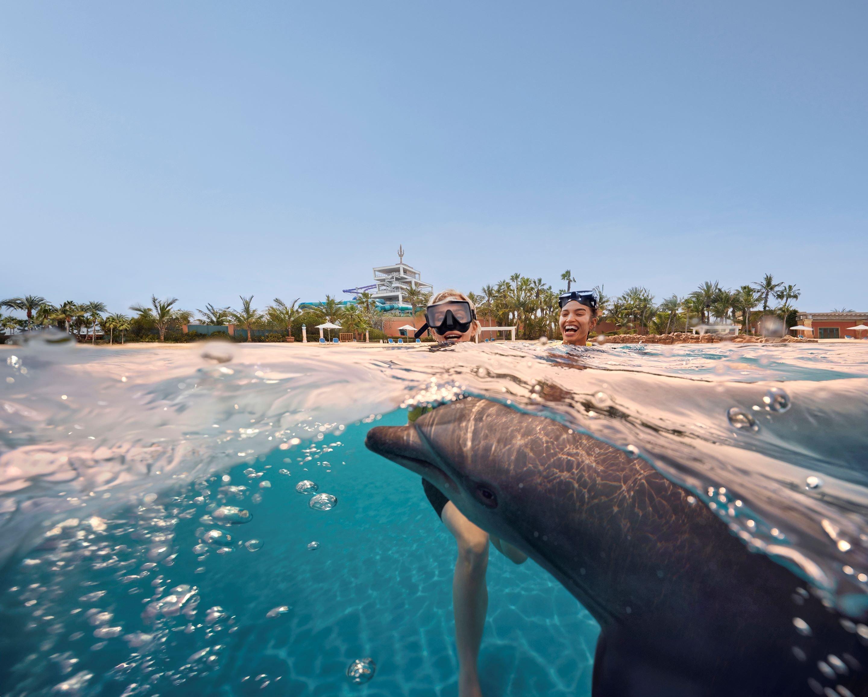 Dolphin Swim