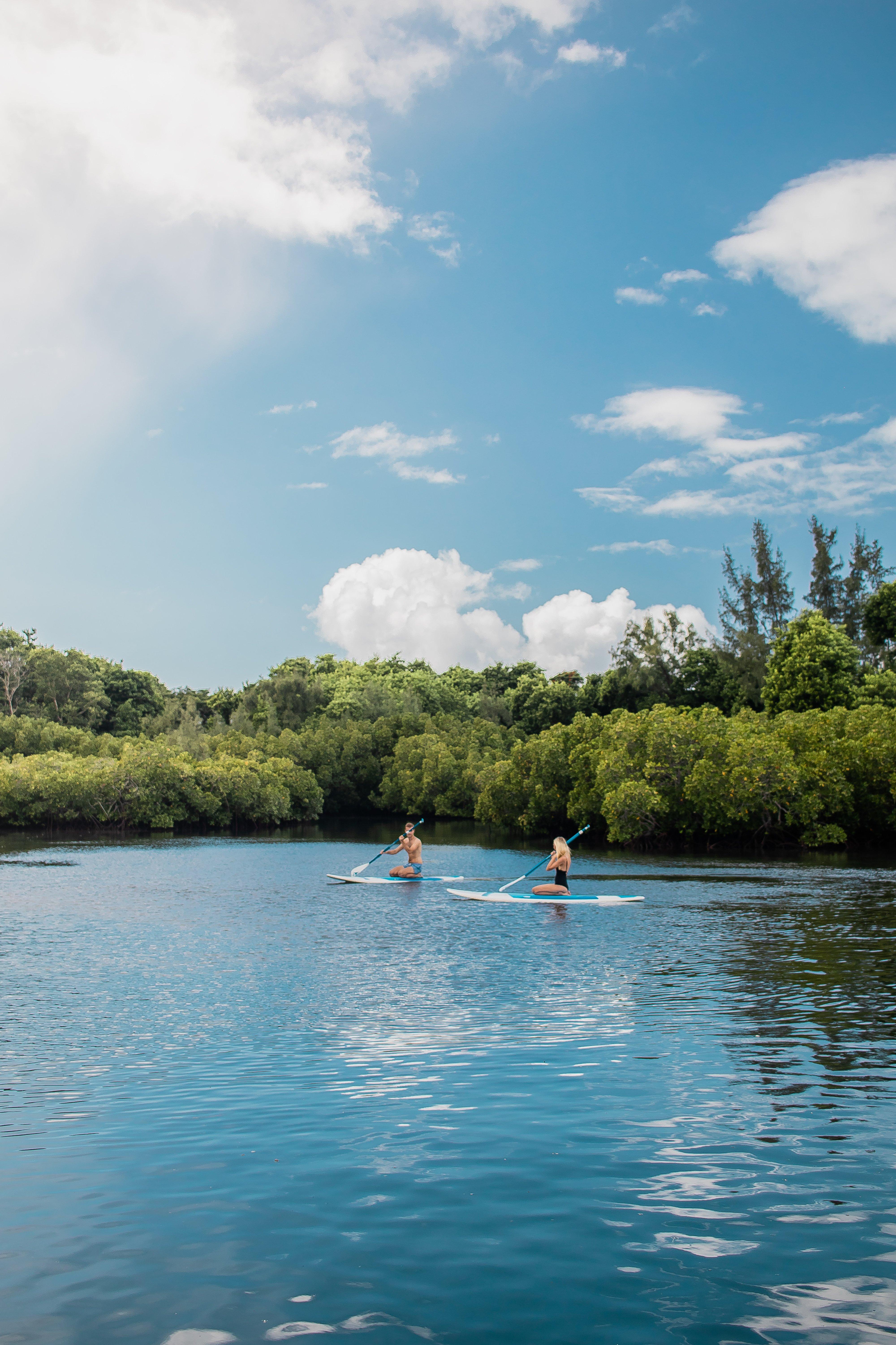 Magic in the mangroves