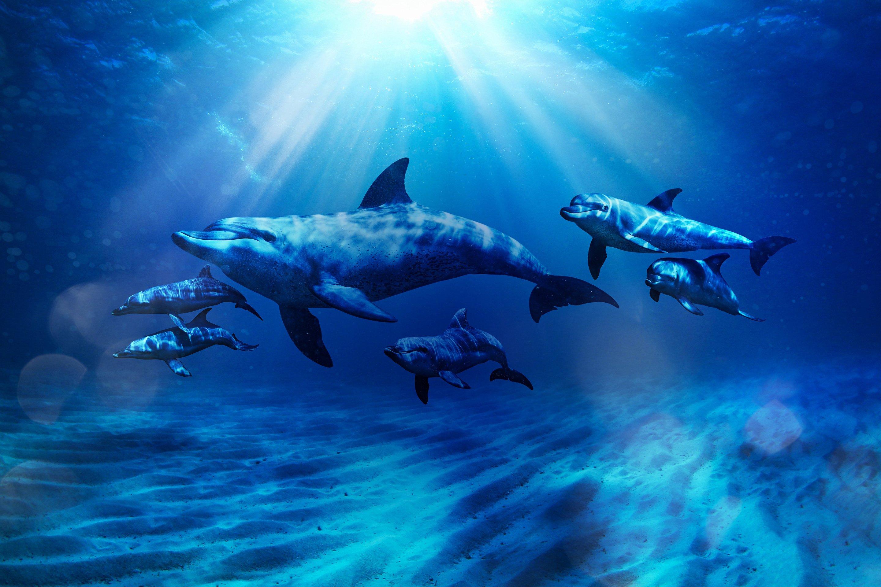Dolphins
