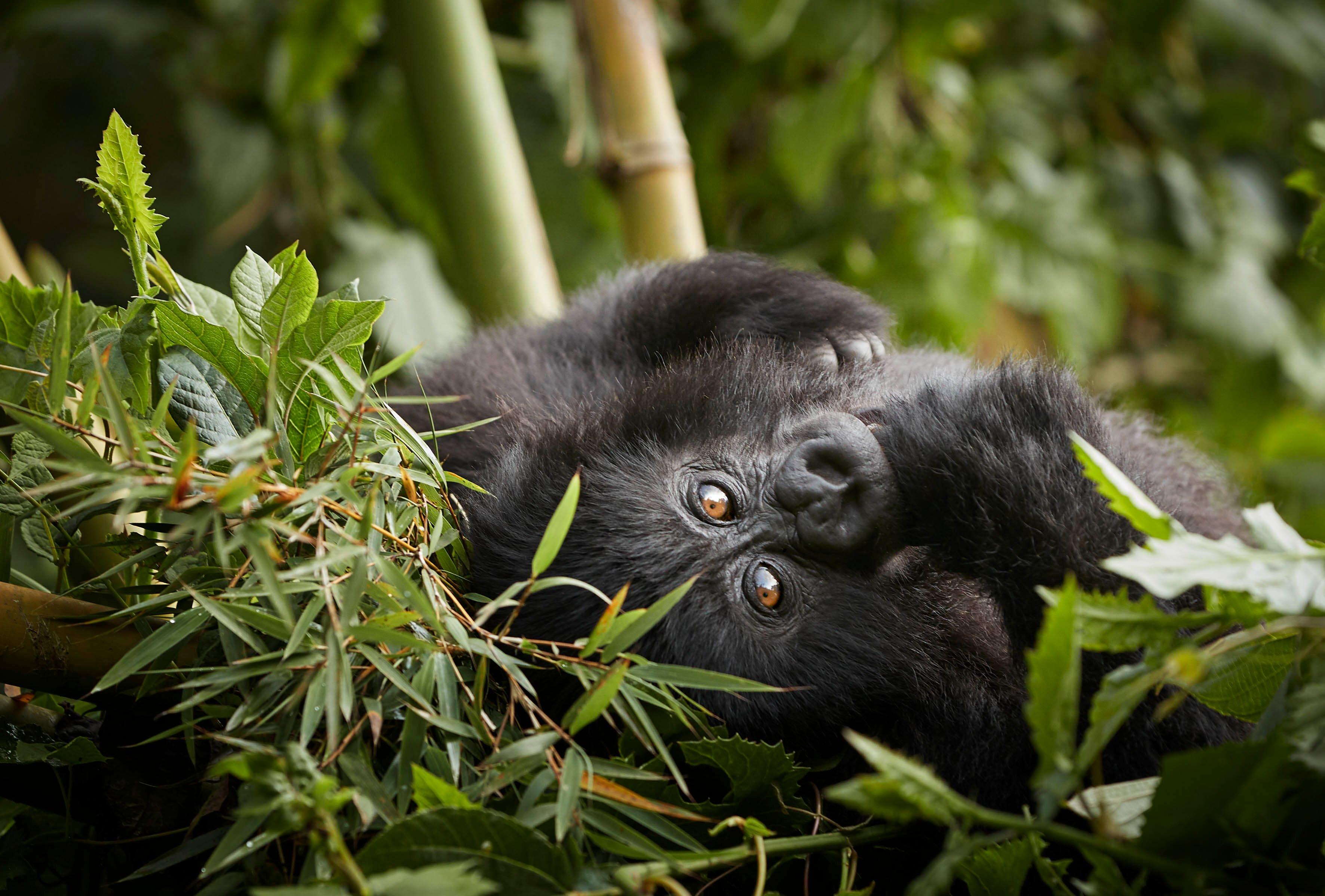 Gorillas in Rwanda, One&Only Gorilla's Nest