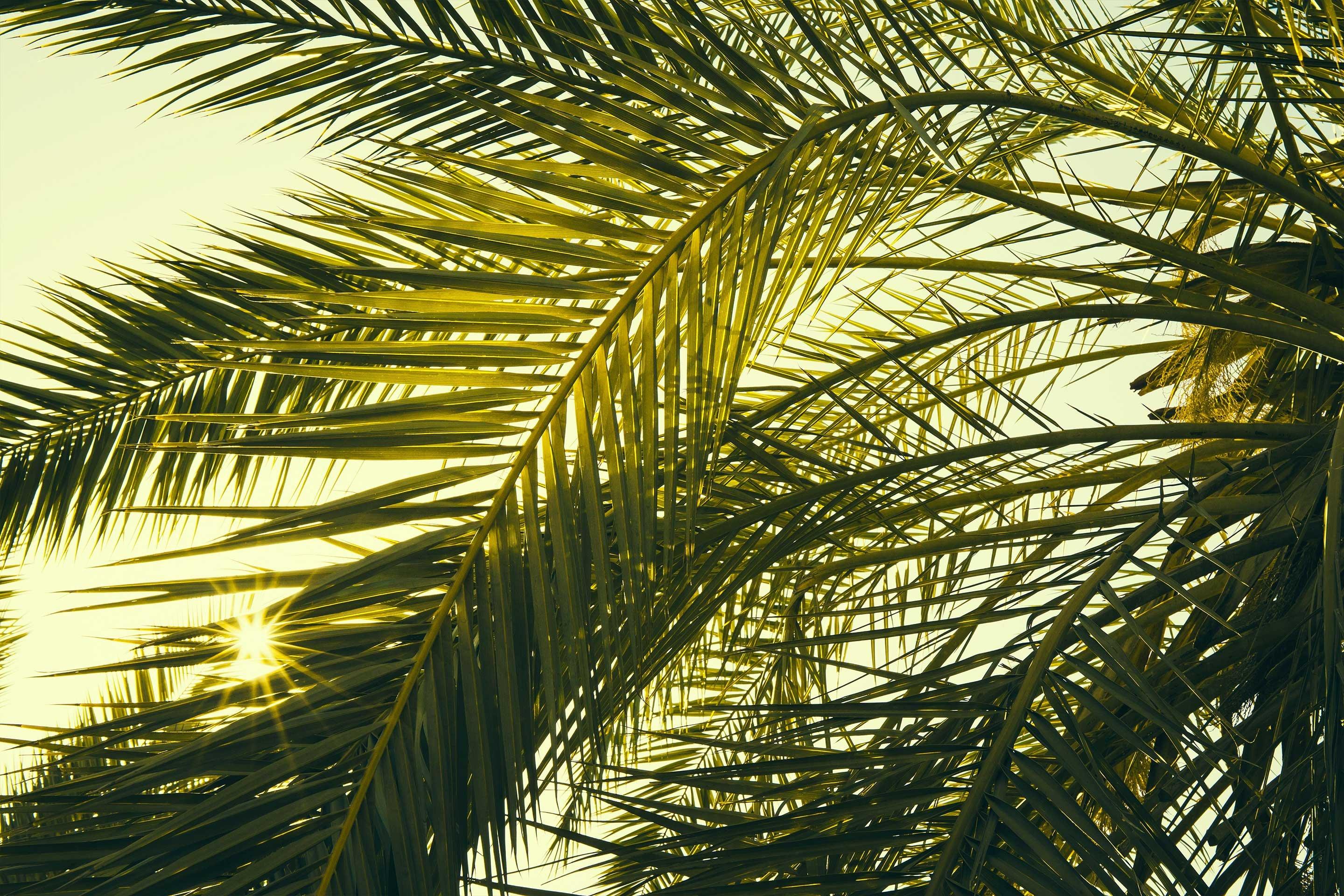 Leaves