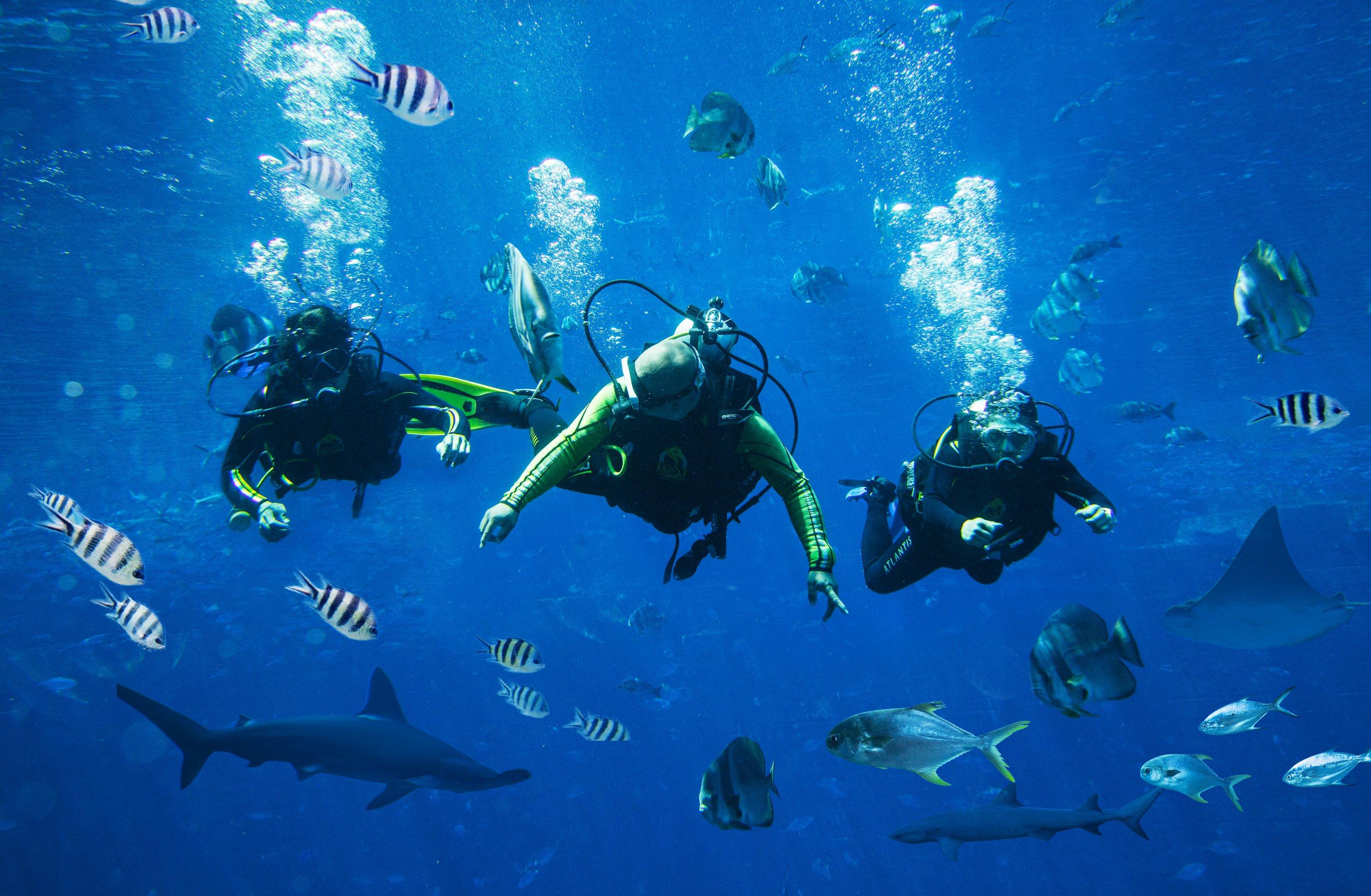 Ambassador Dive
