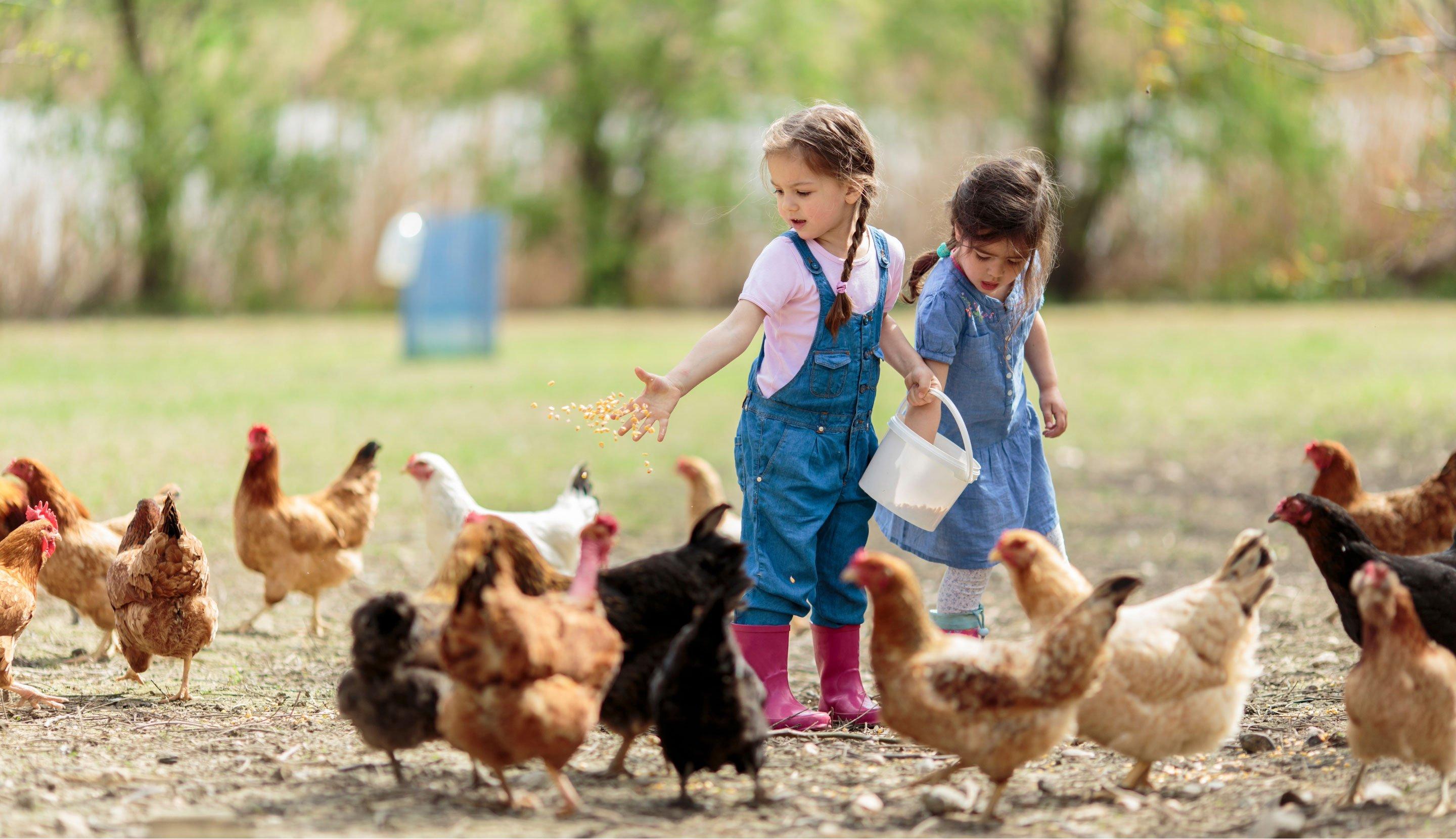 kids-mazland-farm.jpg