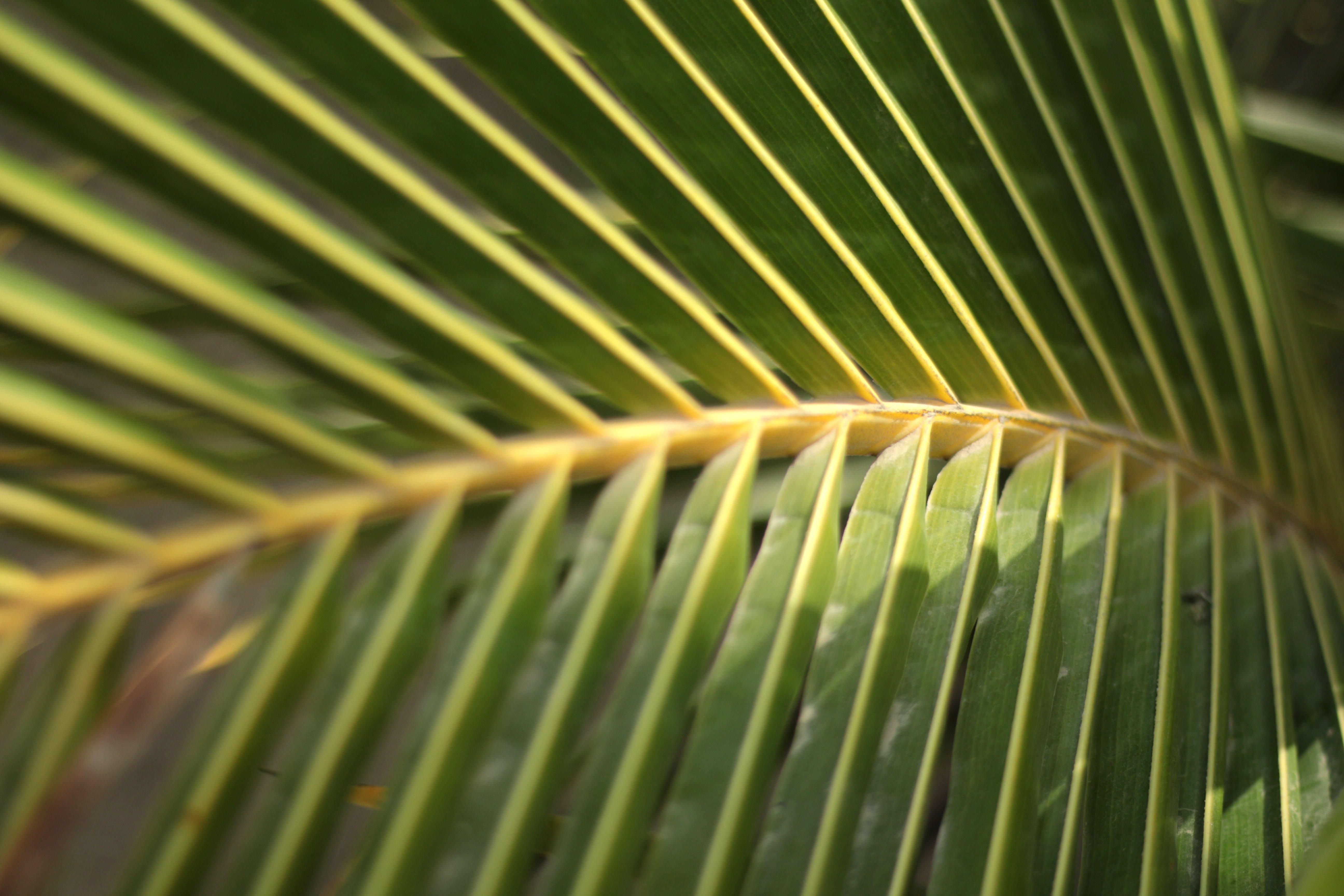 Leaves