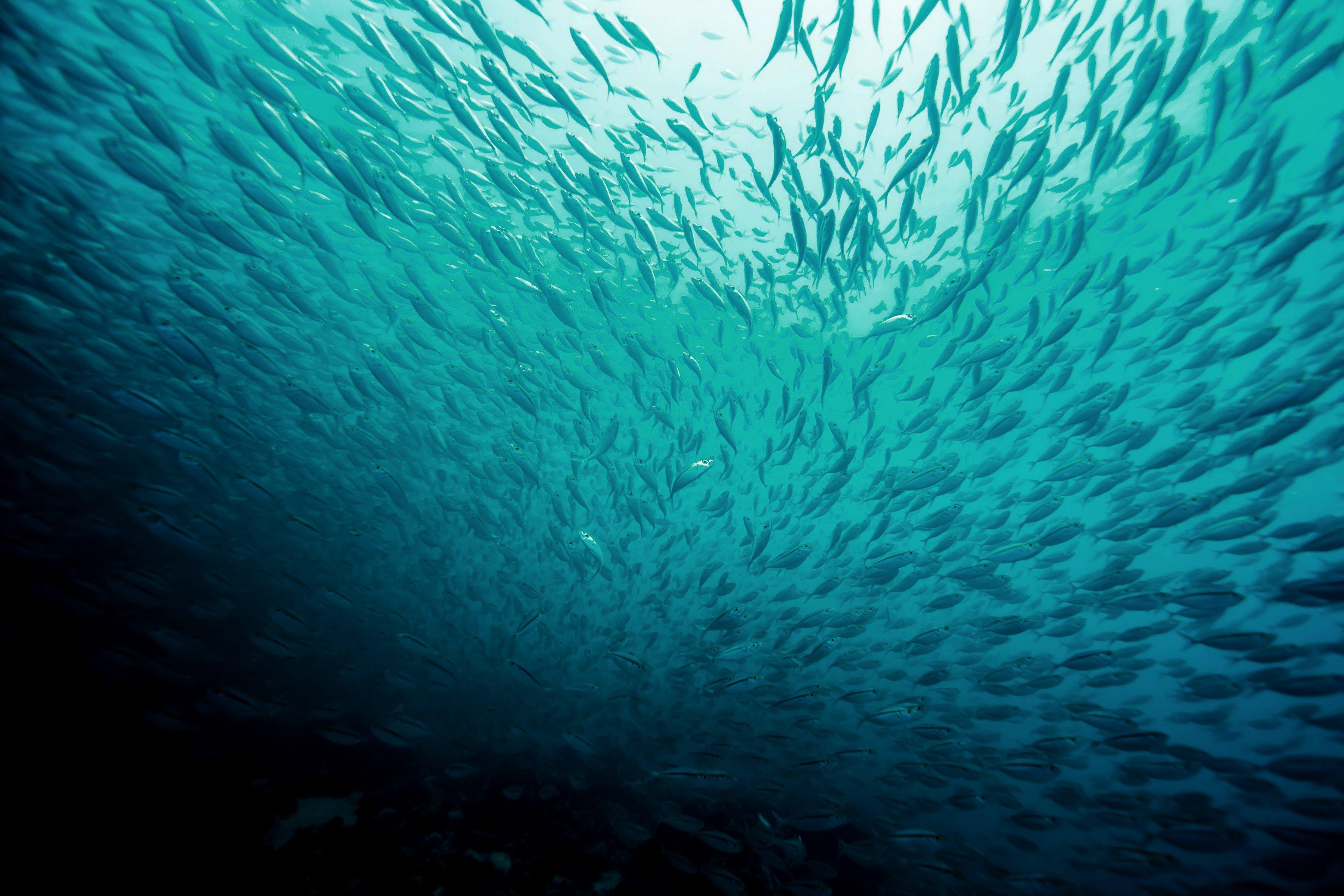 Fishes Background