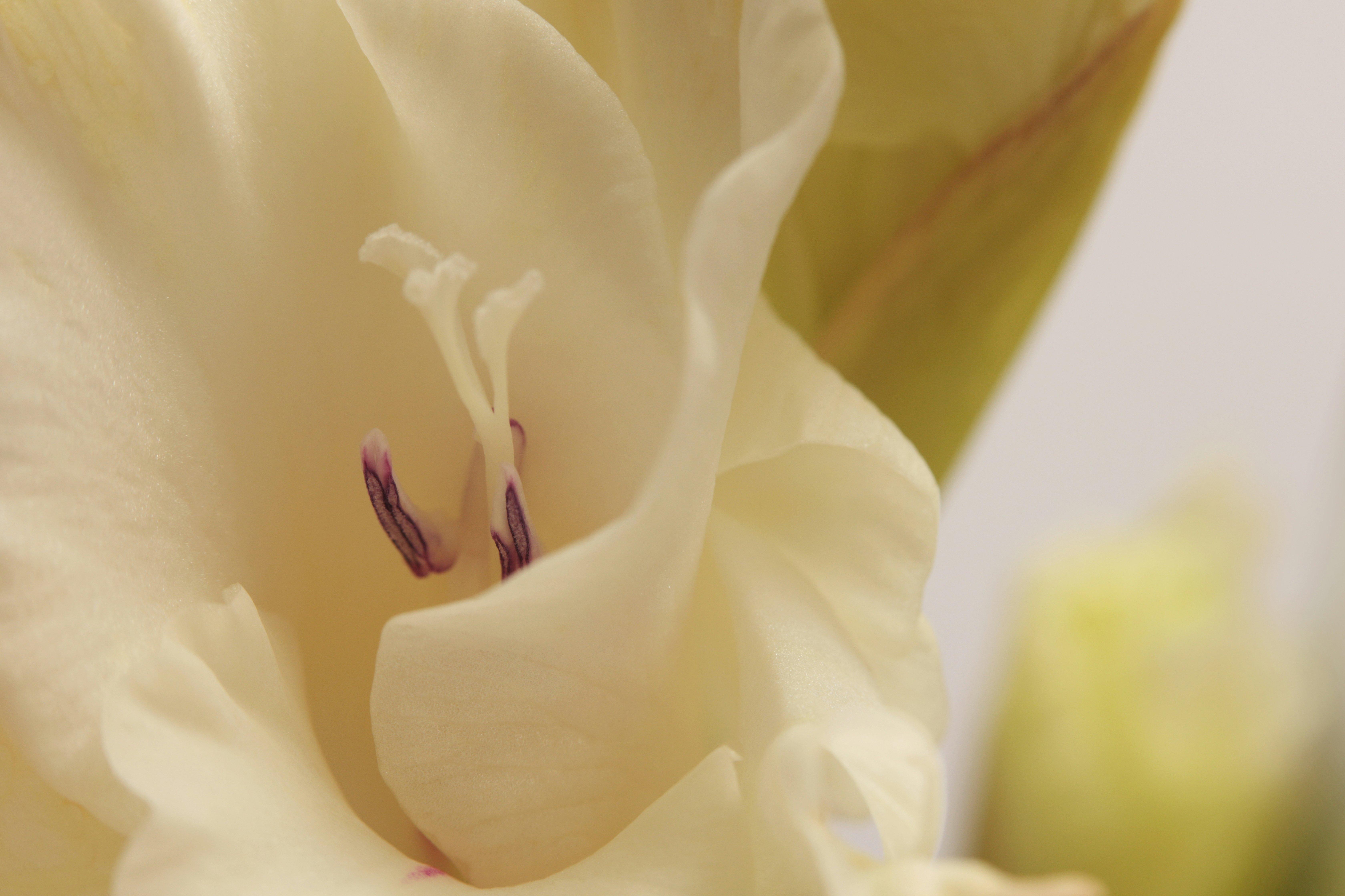 flower Background